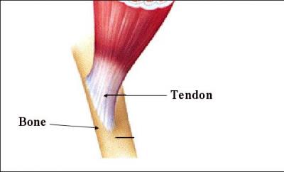 Où se trouve le plus gros tendon du corps humain ?