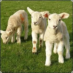 La "mélique" est .... .