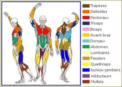 Où est situé le muscle "petit rond" dans le corps humain ?
