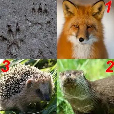 Parmi ces trois animaux, lequel a laissé cette empreinte ?