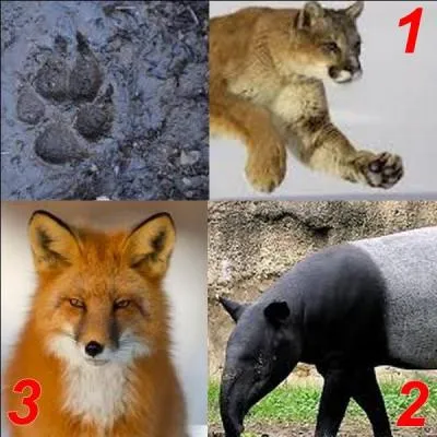 Parmi ces trois animaux, lequel a laissé cette empreinte ?