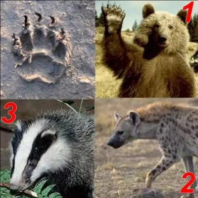 Parmi ces trois animaux, lequel a laissé cette empreinte ?