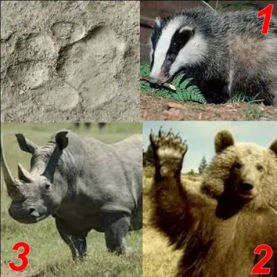 Parmi ces trois animaux, lequel a laissé cette empreinte ?