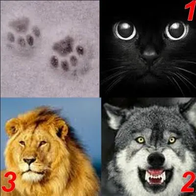 Parmi ces trois animaux, lequel a laissé cette empreinte ?