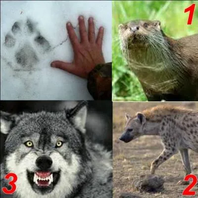 Parmi ces trois animaux, lequel a laissé cette empreinte ?