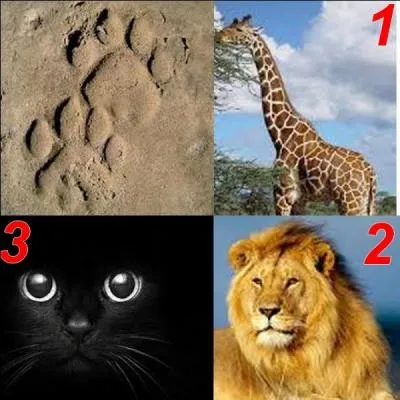 Parmi ces trois animaux, lequel a laissé cette empreinte ?