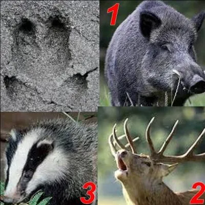 Parmi ces trois animaux, lequel a laissé cette empreinte ?