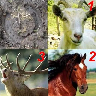 Parmi ces trois animaux, lequel a laissé cette empreinte ?