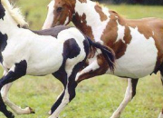 Quiz Les races de chevaux