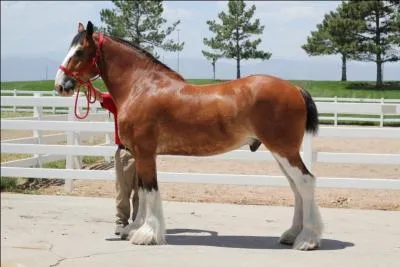 Quelle est la race de ce cheval ?