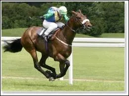 Quelle est la race de ce cheval ? Un indice : c'est le cheval le plus rapide au monde !