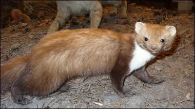 Trouvez le nom de ce rappeur français !