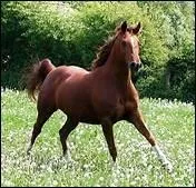 Qu'est-ce que le C.S.O.