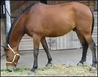 De quelle couleur est la robe de ce cheval ?