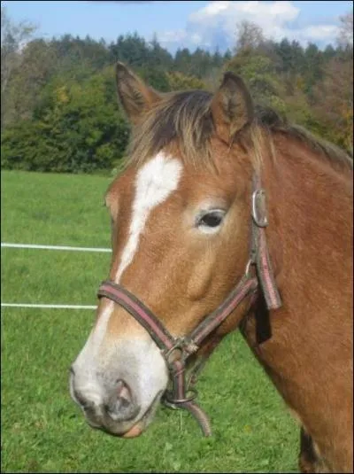 Comment se nomme la trace sur la tte du cheval ?