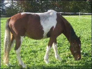 Quezaco est de couleur ?