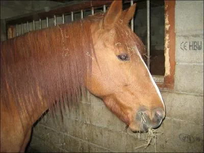Quelle couleur de robe est simple ?