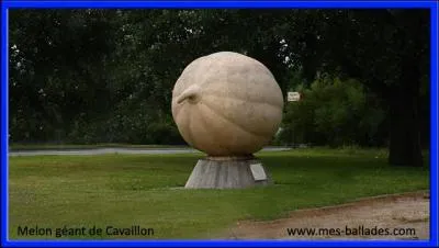 Vaucluse. Capitale du melon !