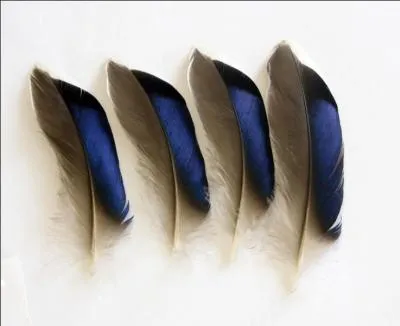 Il est bien trop gros pour le mettre dans votre tasse de café, alors cessez de cancaner !