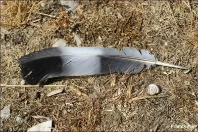 Ne vous fiez pas à son nom, il n'est pas fainéant, et entame tous les ans de longues migrations !