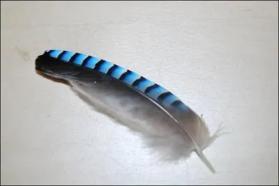 Il est la sentinelle de la forêt, dès que quelque chose l'alerte, il prévient tout le monde !