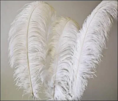 Ne vous cachez pas la tête dans le sol, vous allez trouver !