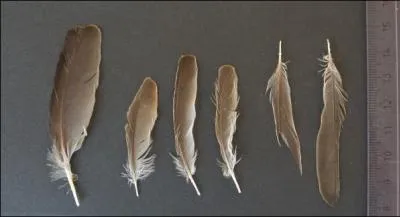 Il est partout, sur les toits, dans les jardins, dans les parcs, parti d'Europe, il commence même, paraît-il, à envahir les Amériques, si vous n'en avez pas, ne piaffez pas, il arrive !