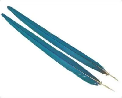 Quelle que soit l'espèce, il est très coloré !