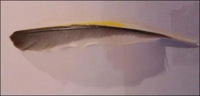 Certains le piègent à la glu, pour en faire un mulet, et profiter de son chant !