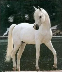 Quelle est la robe de ce beau cheval ?