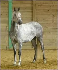 Quelle est la robe de ce cheval de centre équestre ?