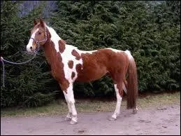 La robe de ce cheval est de quelle couleur ?