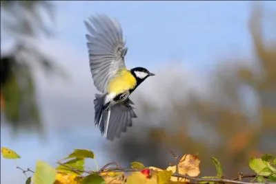 Je suis la mésange la plus courante en Europe. Que suis-je ?