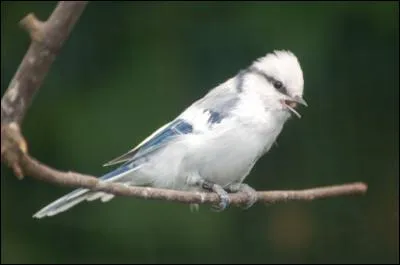Je vis principalement en Russie. Que suis-je ?
