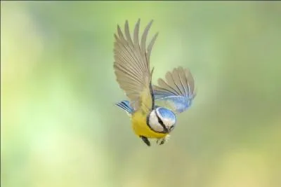Je suis une mésange assez commune dans les jardins. Que suis-je ?