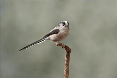 Vous pouvez me croiser en lisière de forêt. Que suis-je ?