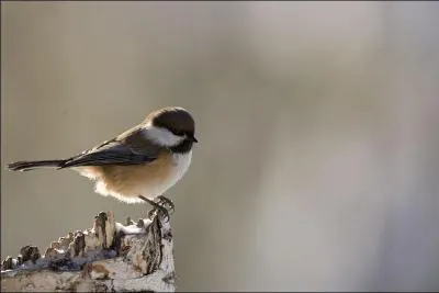 Je peux mesurer jusqu'à 21 cm d'envergure. Que suis-je ?