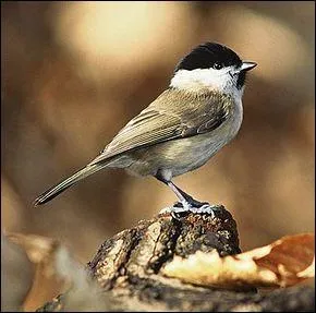 Je ressemble très fortement à "Parus montanus". Que suis-je ?