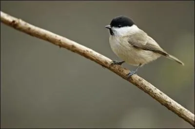 Ma forme "mésange des saules" vit en plaine. Que suis-je ?