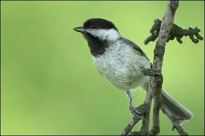Je suis la plus méridionale des mésanges européennes. Que suis-je ?