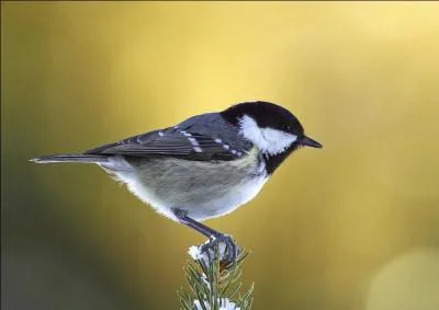 Ma sous-espèce "Parus ater ater" vit en Europe. Que suis-je ?
