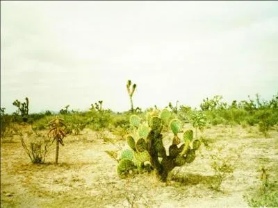 Jacques Dutronc les chanta, un indice pour vous aider : Zapata !