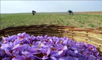 La culture de cette fleur donne l'épice la plus chère du monde, ce pays le produit depuis des siècles, alors perse ... évérez !