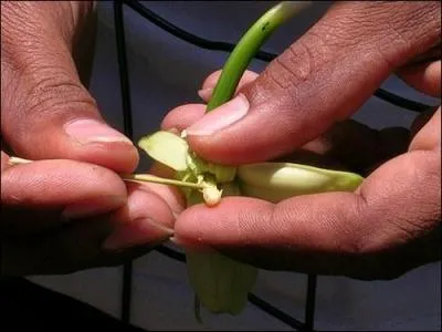 Un indice pour trouver le nom de cette île française : Edmond Albius, qui découvrit le procédé de pollinisation de cette orchidée !