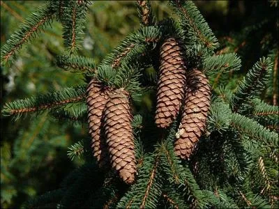 Pour ce pays, voici un indice : Golfe de Botnie !