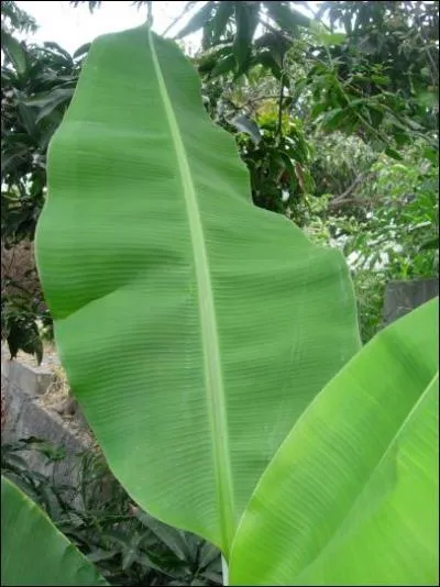 Pour trouver ces îles, un indice : rocker !