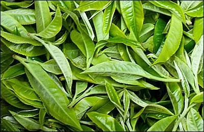 Vert ou noir, sucré ou pas, trouvez le pays lui correspondant !