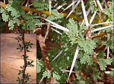 Attention ça pique, et ça pousse dans une région à prédominance désertique, mystère et boule de gomme (arabique) !