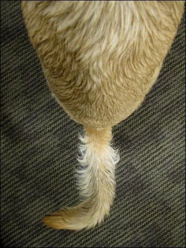 Au niveau de la queue, il y a des os.