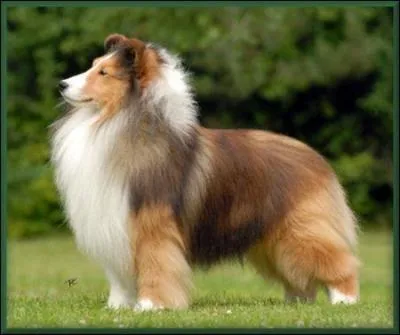 Le berger des Shetland est un colley miniature.